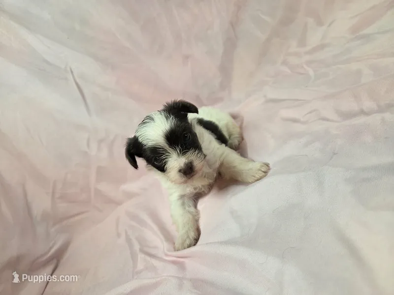 Cleo – Yorkshire Terrier puppy for sale in Charlotte, NC