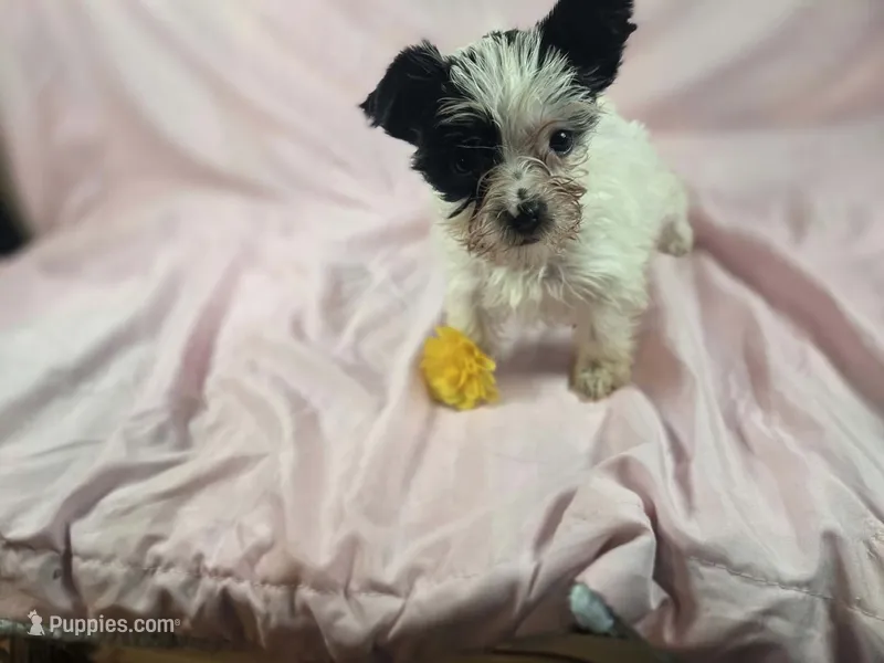 Chloe – Yorkshire Terrier puppy for sale in Charlotte, NC