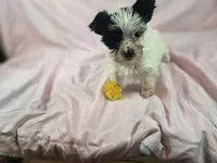 Chloe, a female Yorkshire Terrier for sale in Charlotte, NC – 1 of 1