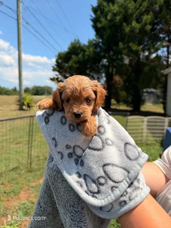 Chloe – Maltipoo puppy for sale in Charlotte, NC