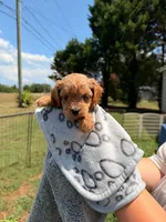 Chloe, a female Maltipoo for sale in Charlotte, NC – 1 of 2