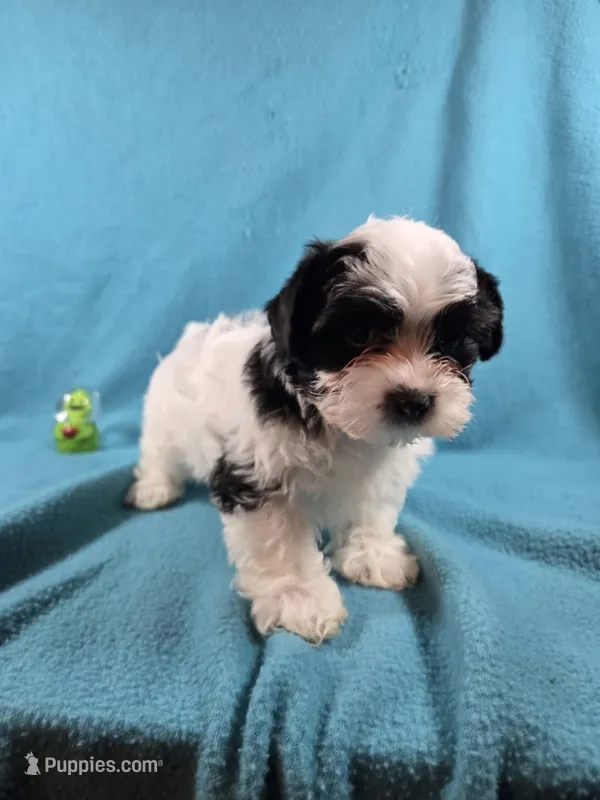 Puff – Yorkshire Terrier puppy for sale in Charlotte, NC