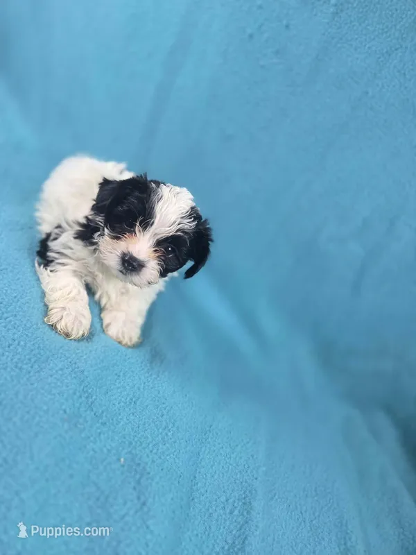 Puff – Yorkshire Terrier puppy for sale in Charlotte, NC