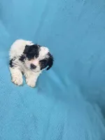 Puff, a male Yorkshire Terrier for sale in Charlotte, NC – 1 of 2