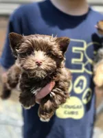 Tootsie roll, a male Yorkshire Terrier for sale in Charlotte, NC – 2 of 3