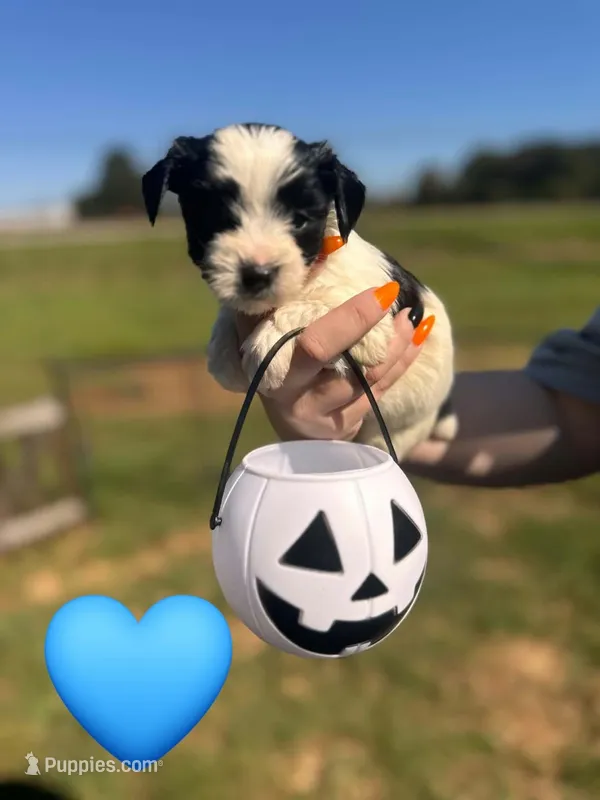 Oreo  – Yorkshire Terrier puppy for sale in Charlotte, NC