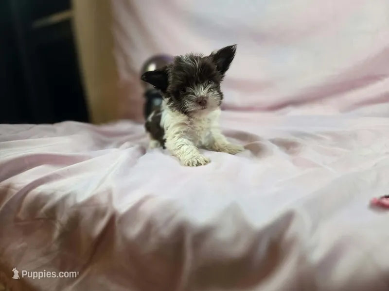 Maple – Yorkshire Terrier puppy for sale in Charlotte, NC