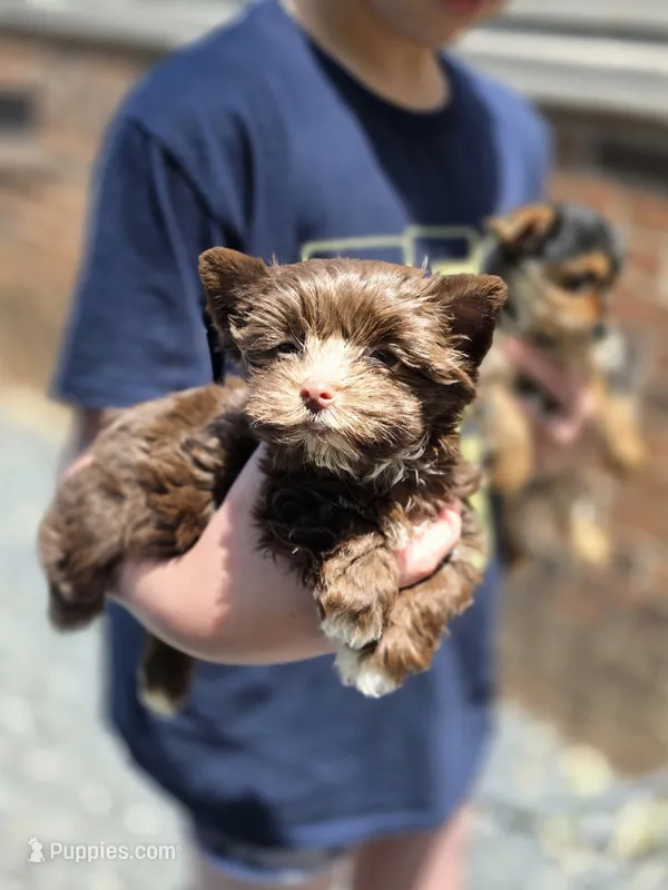 Tootsie roll – Yorkshire Terrier puppy for sale in Charlotte, NC
