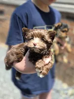 Tootsie roll, a male Yorkshire Terrier for sale in Charlotte, NC – 1 of 3