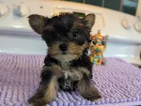 Peach, a female Yorkshire Terrier for sale in Charlotte, NC – Photo 4 of 10