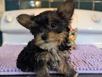 Peach, a female Yorkshire Terrier for sale in Charlotte, NC – Photo 9 of 10