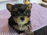 Peach, a female Yorkshire Terrier for sale in Charlotte, NC – Photo 6 of 10
