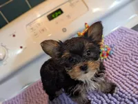 Peach, a female Yorkshire Terrier for sale in Charlotte, NC – Photo 2 of 10