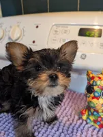 Peach, a female Yorkshire Terrier for sale in Charlotte, NC – Photo 7 of 10