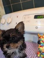 Peach, a female Yorkshire Terrier for sale in Charlotte, NC – Photo 8 of 10