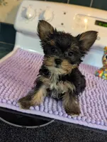 Peach, a female Yorkshire Terrier for sale in Charlotte, NC – Photo 1 of 10