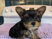 Peach, a female Yorkshire Terrier for sale in Charlotte, NC – Photo 3 of 10