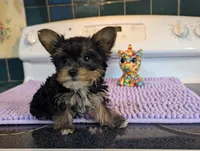 Peach, a female Yorkshire Terrier for sale in Charlotte, NC – Photo 10 of 10