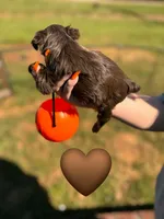 Chocolate , a male Yorkshire Terrier for sale in Charlotte, NC – 2 of 3