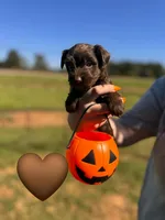 Chocolate , a male Yorkshire Terrier for sale in Charlotte, NC – 3 of 3