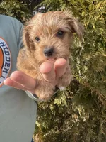 Scout, a male Yorkshire Terrier for sale in Charlotte, NC – Photo 1 of 2