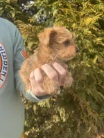 Scout, a male Yorkshire Terrier for sale in Charlotte, NC – Photo 2 of 2