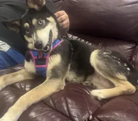 Mila, a female Siberian Husky for sale in Charlotte, NC – 3 of 4
