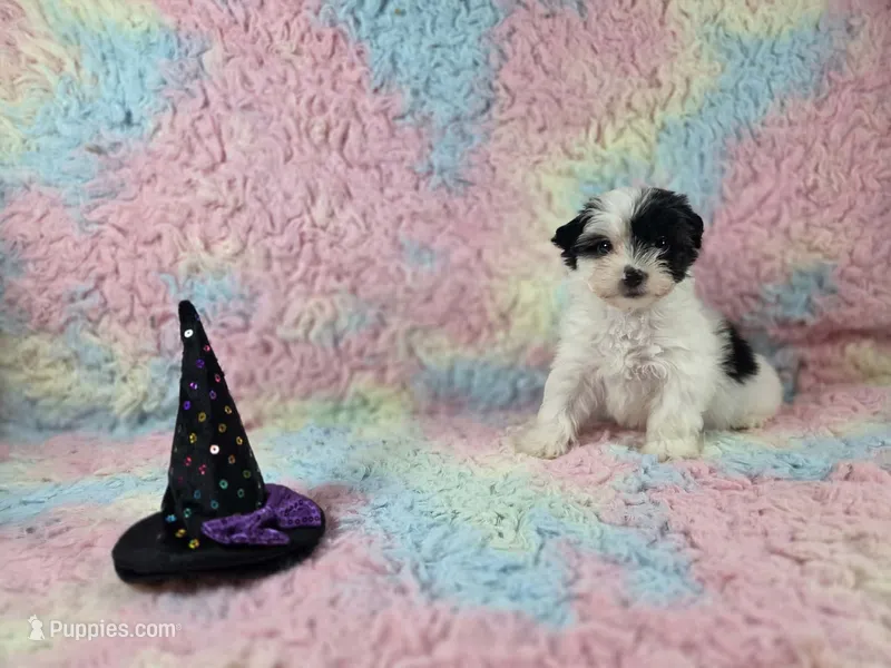 Mila – Yorkshire Terrier puppy for sale in Charlotte, NC