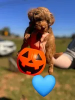 Snickers , a male Maltipoo for sale in Charlotte, NC – 2 of 3