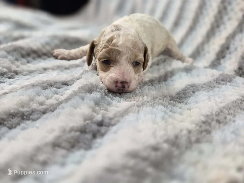 Freddy – Poodle - Toy  puppy for sale in Charlotte, NC