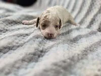 Freddy, a male Poodle - Toy  for sale in Charlotte, NC – 1 of 1
