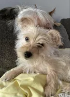 Princess, a female Yorkshire Terrier for sale in Charlotte, NC – Photo 3 of 5