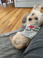 Princess, a female Yorkshire Terrier for sale in Charlotte, NC – Photo 2 of 5