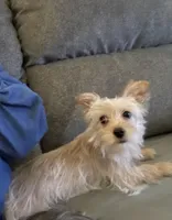 Princess, a female Yorkshire Terrier for sale in Charlotte, NC – Photo 5 of 5