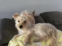 Princess, a female Yorkshire Terrier for sale in Charlotte, NC – Photo 1 of 5