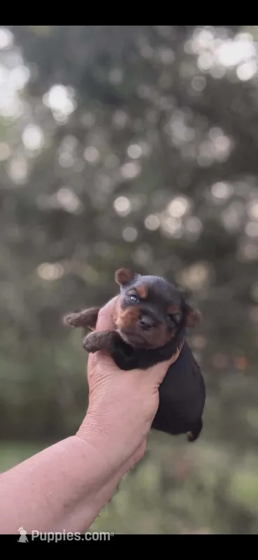 Ariel – Yorkshire Terrier puppy for sale in Charlotte, NC