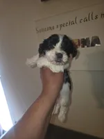 Poppy, a male Yorkshire Terrier for sale in Charlotte, NC – Photo 2 of 2