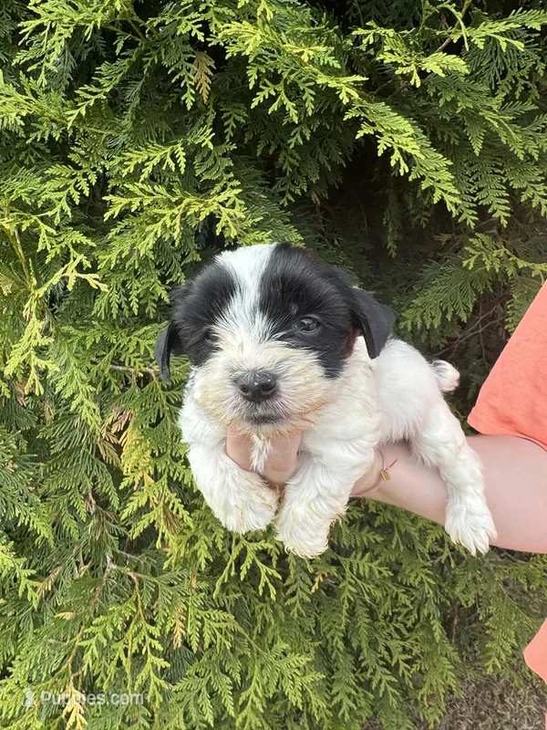 Poppy – Yorkshire Terrier puppy for sale in Charlotte, NC