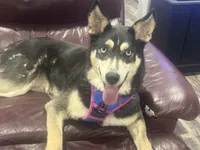 Mila, a female Siberian Husky for sale in Charlotte, NC – 4 of 4