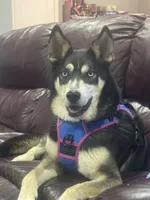Mila, a female Siberian Husky for sale in Charlotte, NC – 1 of 4