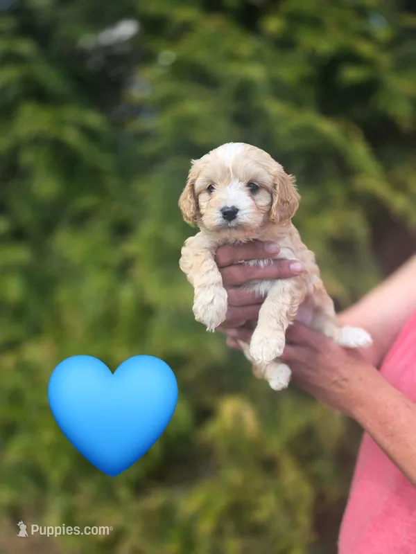Rooster – Cavapoo puppy for sale in Charlotte, NC