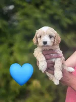 Rooster, a male Cavapoo for sale in Charlotte, NC – Photo 2 of 3