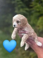 Rooster, a male Cavapoo for sale in Charlotte, NC – Photo 3 of 3