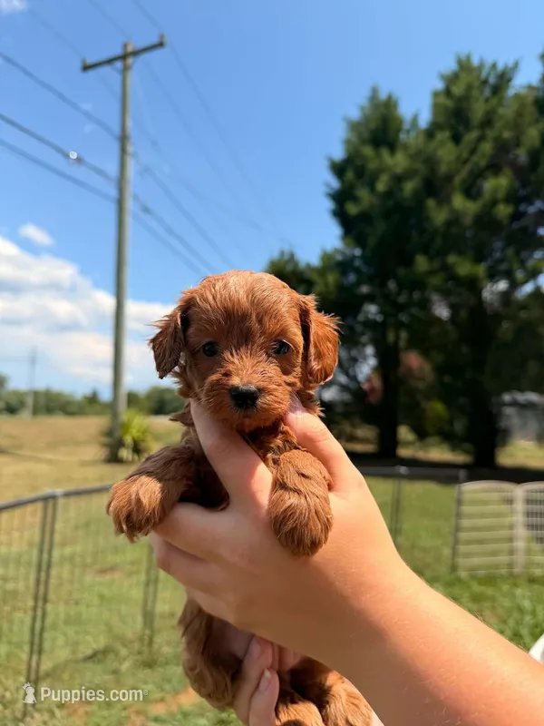 Happy – Maltipoo puppy for sale in Charlotte, NC