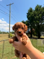 Happy, a female Maltipoo for sale in Charlotte, NC – 1 of 1