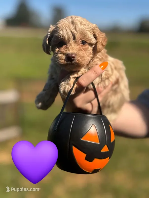 Sweetpea  – Maltipoo puppy for sale in Charlotte, NC