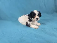 Puff, a male Yorkshire Terrier for sale in Charlotte, NC – 2 of 2
