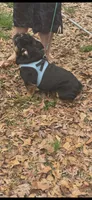 Darth , a male English Bulldog for sale in Charlotte, NC – Photo 3 of 3