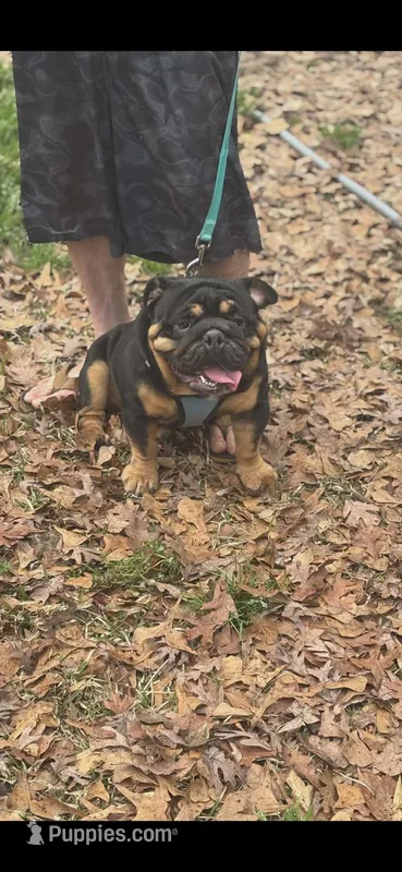 Darth  – English Bulldog puppy for sale in Charlotte, NC