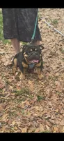 Darth , a male English Bulldog for sale in Charlotte, NC – Photo 1 of 3